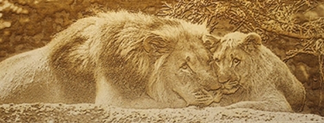 木質素材彫刻例 ライオン